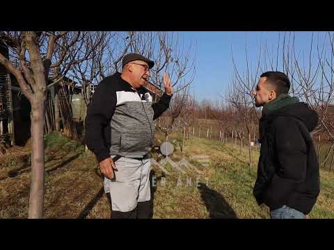 "4 i kom shitë, fitim ka"/ Edhe pse në dializ 67 vjeçari nga Gjakova kujdeset për 10 krerë lope