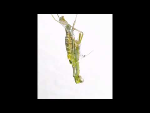 Video of the Day: Molting Mantis