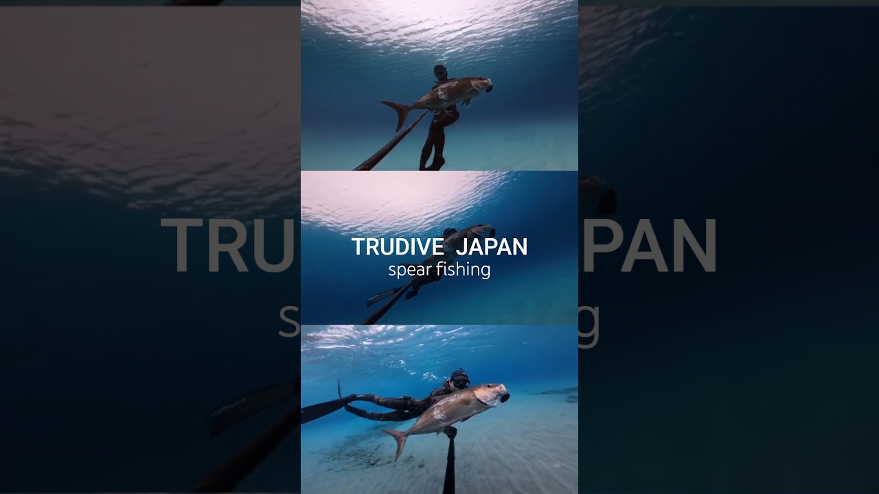 SpearFishing 　TRUDIVE JAPAN #polespear  #wetsuits  #素潜り