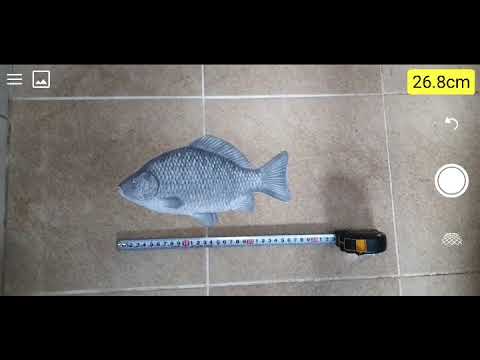 Fish ruler Video