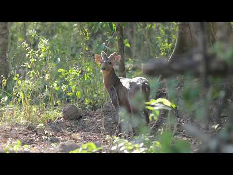 เขตรักษาพันธุ์สัตว์ป่าเขาอ่างฤาไน