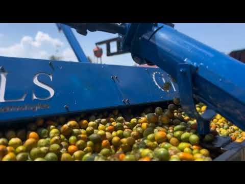 Dehusker single phase 12 belt arecanut dehusking machine, au...