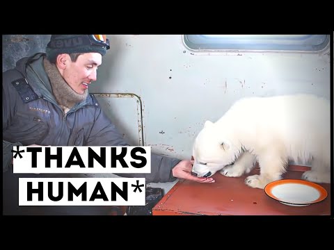 Polar Bears That Asked People for Help & Kindness (part 2)
