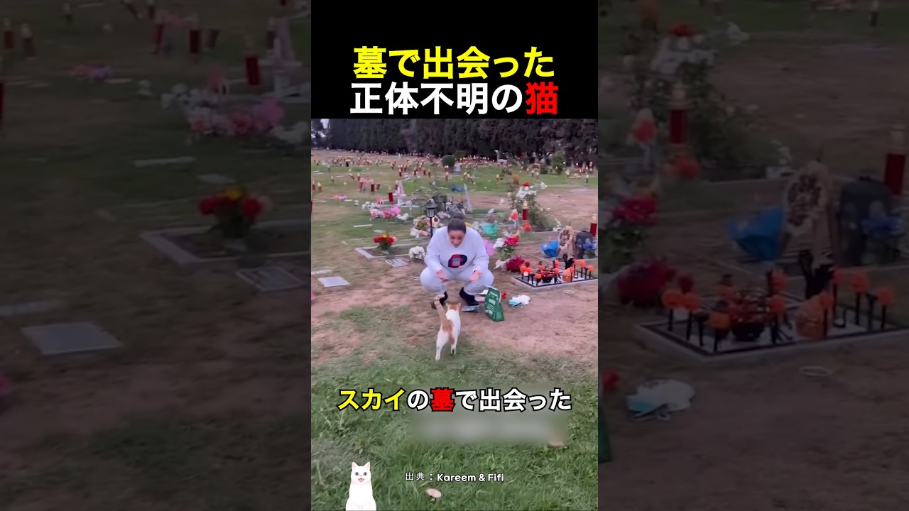 墓で出会った正体不明の猫