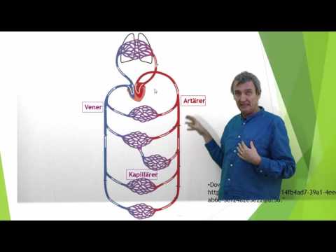 Cirkulationsorganen en översikt del 1