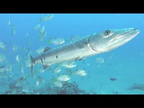 Definition Of A Cuda (REMIX)