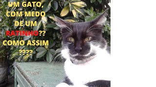 VIDEOS E CENAS ENGRAADAS DE GATOS, MIANDO E BRINCANDO
