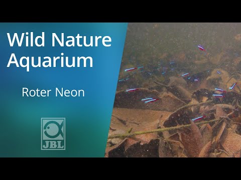 Roter Neon | WILD NATURE AQUARIUM | JBL