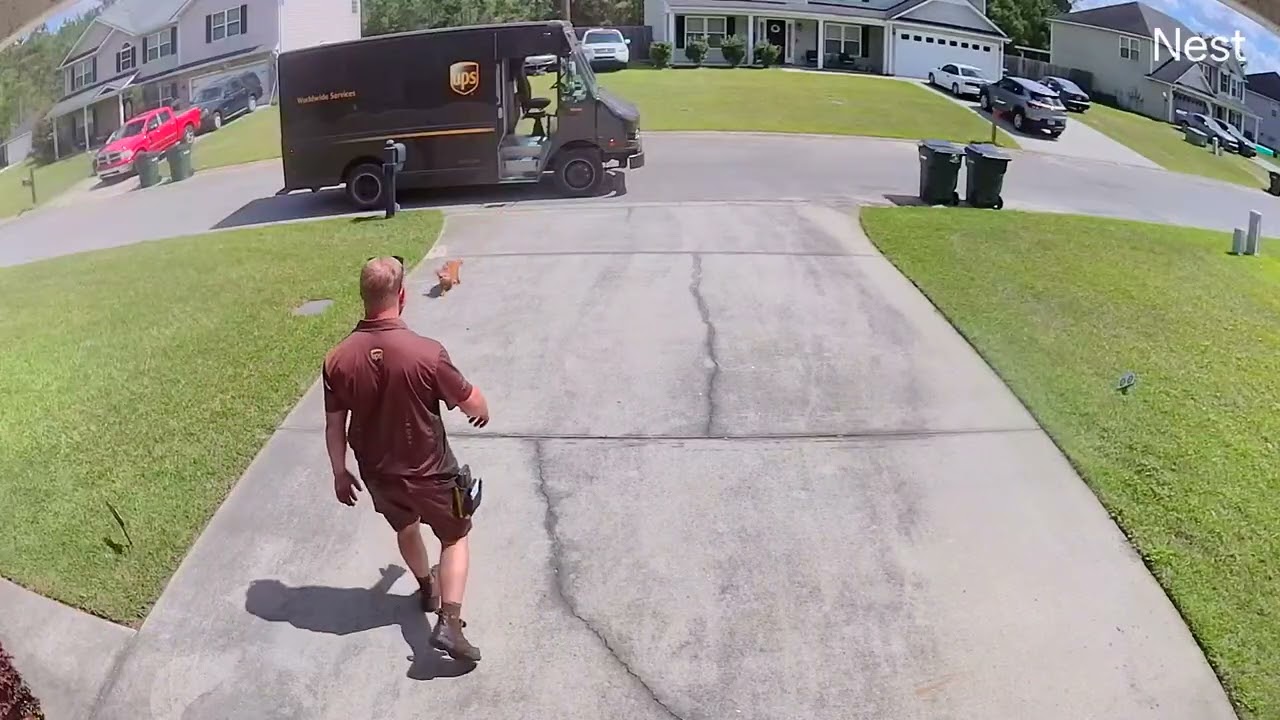 Tiny Dog Tries to Join UPS Delivery Driver Mid-Route || ViralHog