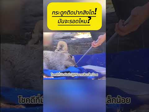 กระดูกติดปากสิงโต! มันจะรอดไหม?  #สิงโต #ช่วยเหลือสัตว์ป่า #เจ้าหน้าที่พิทักษ์สัตว์ป่า #ชีวิตสัตว์