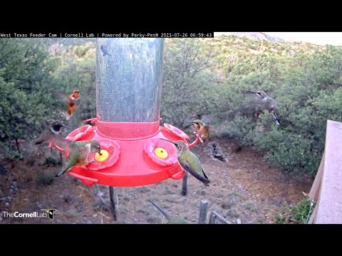 Insane Hummingbird Diversity During Morning Rush In West Texas! – July 26, 2023