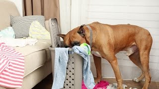 Dog home alone? Tips for entertainment.