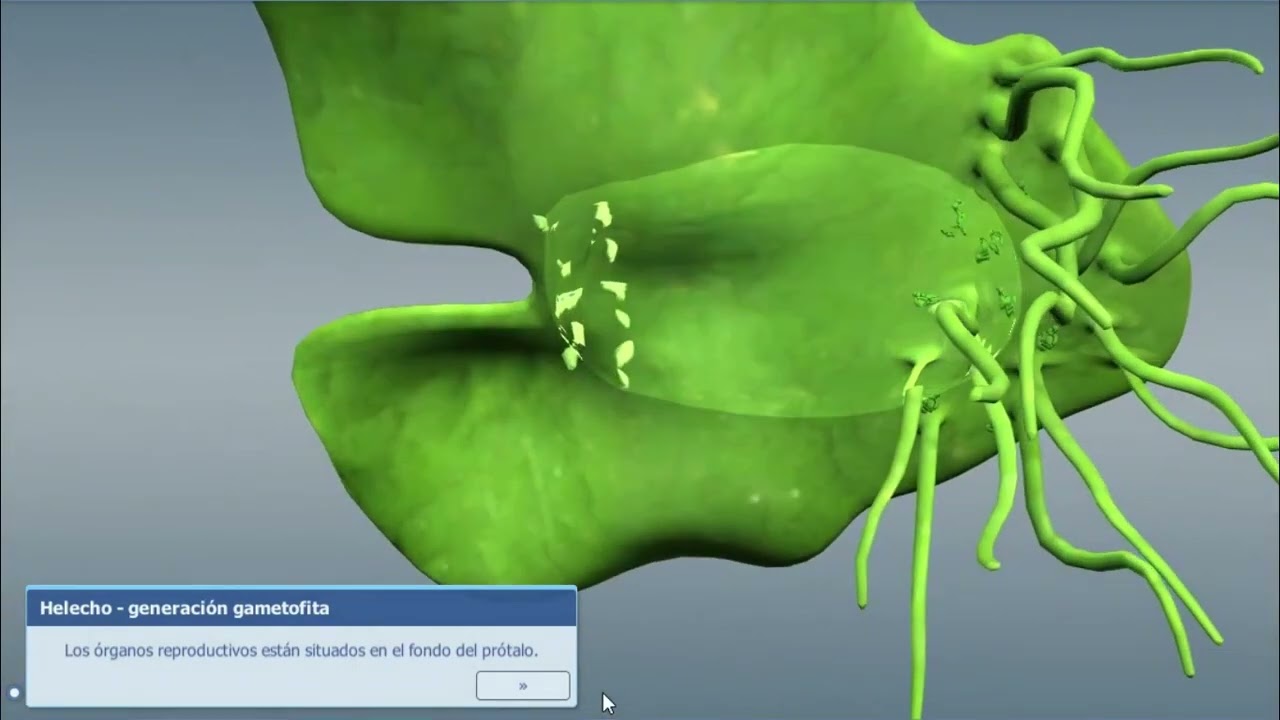 Ciclo de Vida de los Helechos