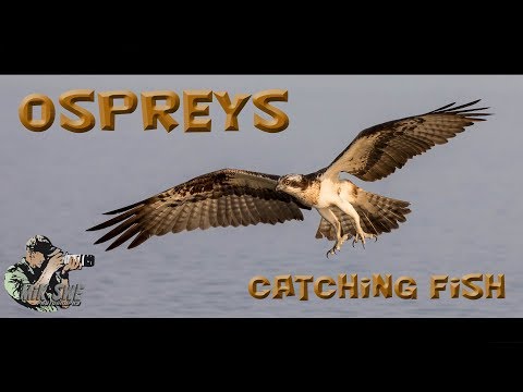 Bird photography - Osprey catching fish