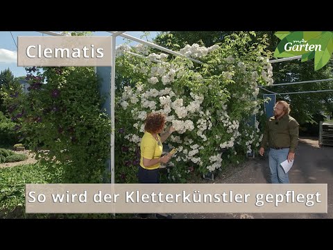 Clematis: Den Garten mit der Waldrebe gestalten | MDR