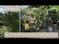 Clematis Den Garten Mit Der Waldrebe Gestalten MDR