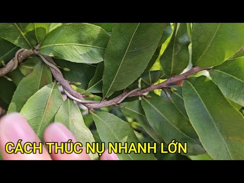 🔴 QBS23459 - CÁCH KÍCH NỤ MAI NHANH LỚN | BIỆN PHÁP THÚC NỤ MAI LỚN NHANH NHƯ THỔI TRONG THÁNG 8 ÂM