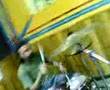 Il Carillon El Payaso