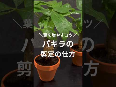 黒くなった植物の対処法は？美しい緑の葉を作るための4つの解決策!  庭園