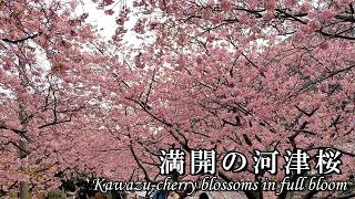 【2026年版】満開の河津桜＠静岡県伊豆・河津町 (※2026年2月16日 月曜の午後 撮影)