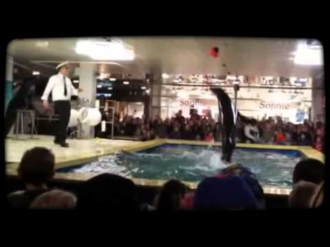 130214 Søløver i Vestsjællandscenteret by Magisto