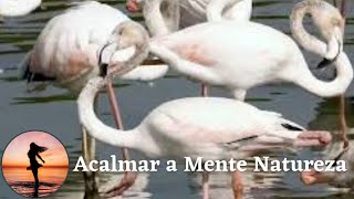 Musica Relaxante Para Aliviar Ansiedade E Acalmar o Corpo