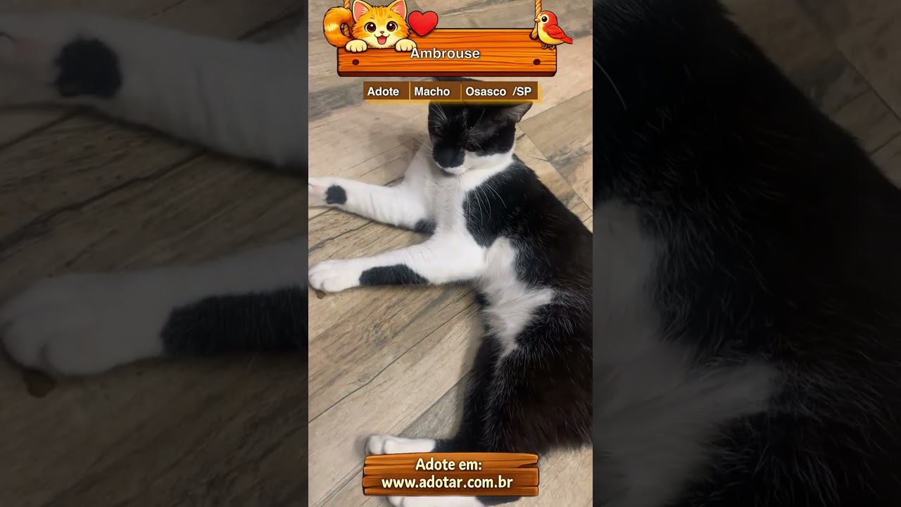 Gato raça SRD-ViraLata idade 1 ano nome Ambrouse