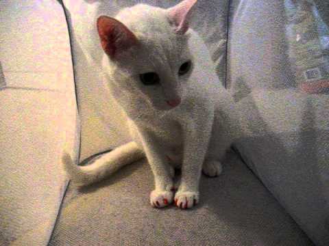 Kona in the Laundry Basket