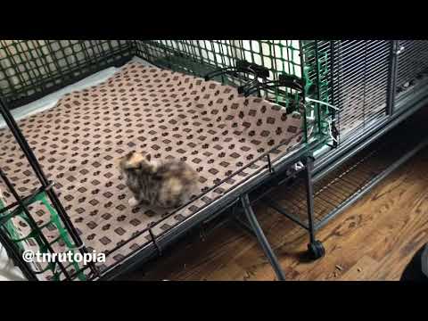 Transferring a Feral Cat from a Trap to a Feral Cat Den