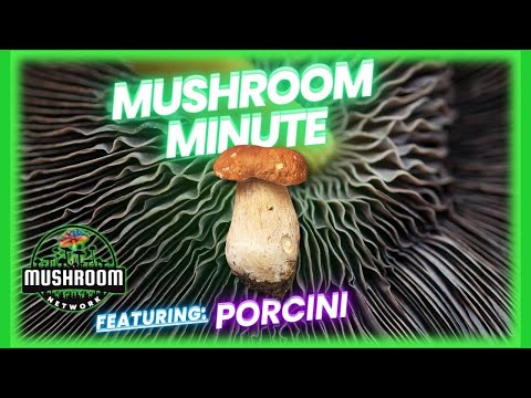 Porcini (Boletus Edulis) - The 🍄 Mushroom Network #mycology #mushroomfacts #mushrooms #porcini