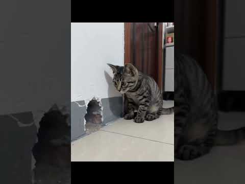 #yavruhayvanlar #turkishcat #animals #cat #cute #cats #funny #catshorts #comedy #pets #müzik #song