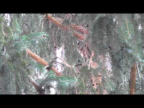 Birding Slovakia - Otus scops