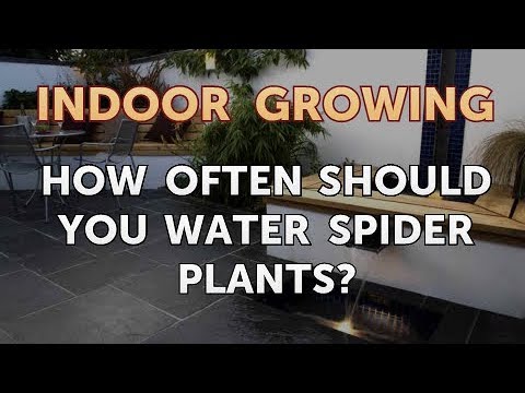 How to Regrow a Broken Aloe Leaf