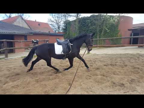 Stute Dancing Dynamite x Florestan x Parademarsch 14 jährig