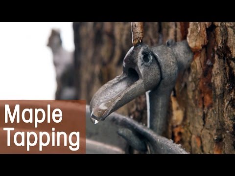 image-Are maple trees from Canada?