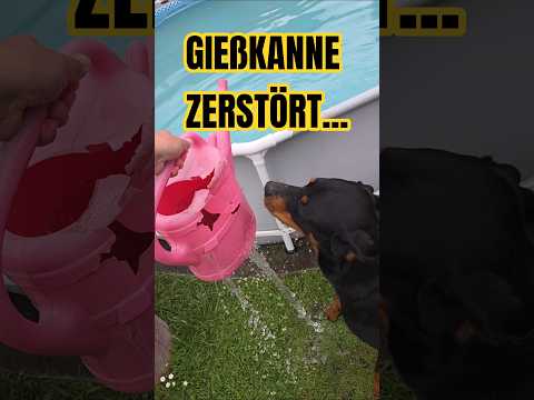 😅🤦‍♂️ Ich habe seinen Lieblingsball versteckt... Ares zerstört die Gießkanne 😁