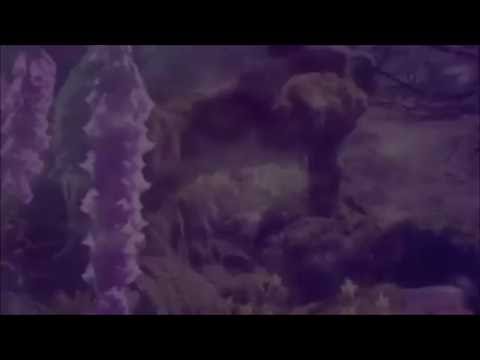 Psykovsky & Luuli - Stone Sea ∞ૐ Visualization Music Video ૐ∞ Kosmogénesis