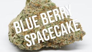 Blueberry Spacecake Review!