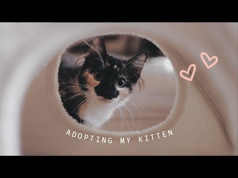 😽 EVERYTHING I WISH I KNEW BEFORE ADOPTING A KITTEN