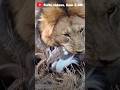 Lion Killed A Deer Kill Eat Injured Survive Lion King Forest Dangeranimal Shorts