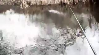 Ловля уклейки В марте на маховую удочку