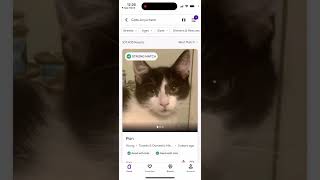 PETFINDER APP - Adopt a pet - how to use