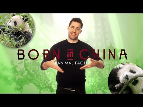 Born in China (Featurette 'Panda Fact')