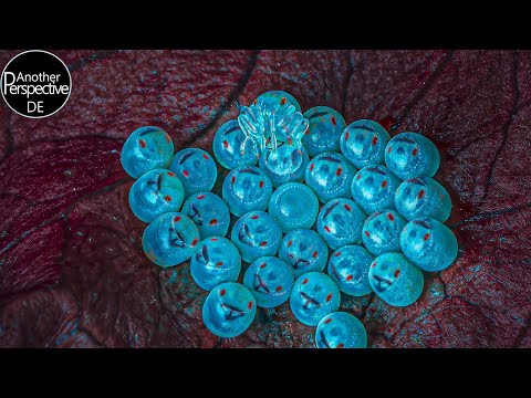 TIMELAPSE | Makroaufnahmen von schlüpfenden Insekten in Zeitraffer