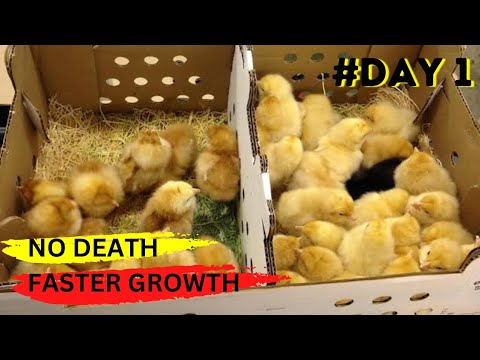 , title : 'Choosing DAY-OLD CHICKS that GROW MORE FASTER & WITHOUT DEATH'