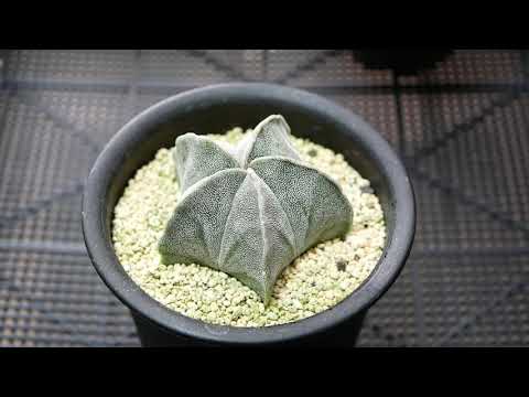 アストロフィツムについて詳しく解説