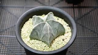 [品種紹介] 多肉植物 サボテン Astrophytum myriostigma [アストロフィツム 鸞鳳玉 ランポー玉]