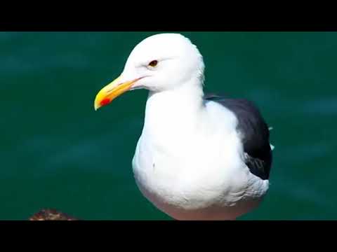 Blaffende meeuw in Ostende gespot.
