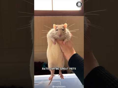 Rats 🐀 Why They Make Great Pets