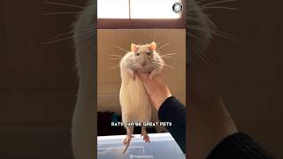 Rats 🐀  Why They Make Great Pets?